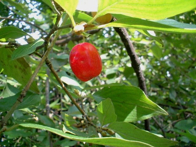 Rosso d''autunno
